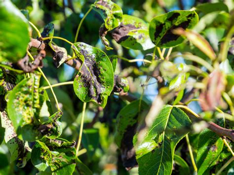 birnbaum schwarze triebspitzen|Birnbaum Krankheiten » GartenBob.de der Garten Ratgeber.